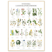 Poster Landskapsblommor 500x700mm